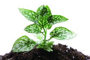 不同阶段的客单价策略选择